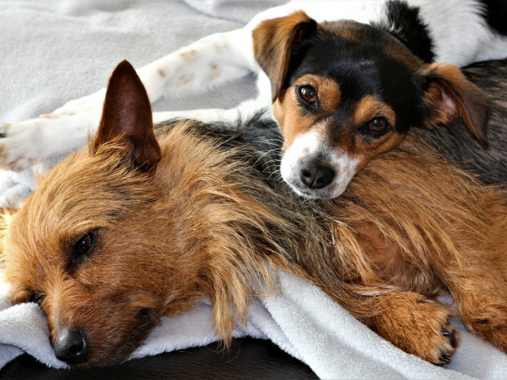 Kuscheln nach Regenspaziergang