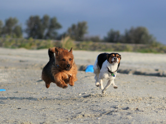 Rennen am Strand