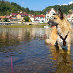 in der Elbe bei Wehlen (Elbsandsteingebirge)