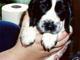 Eine handvoll Hund