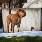 Elvis im Garten 1