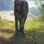 Wolfie