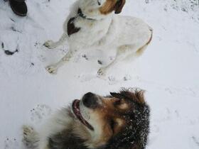 Lucy und ihr Kumpel Sam