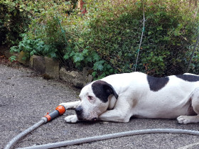 neugieriges Katzentier