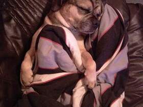 Rocky meine kleine schlafmütze