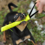 Schutzhundausbildung