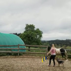 Training für Pferd und Hund