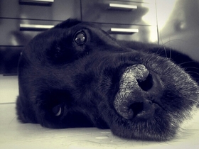 GeChilled beim Tierarzt