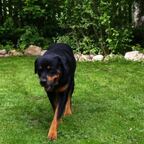Rotti