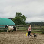 Training für Pferd und Hund