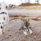 Yla mit neuem Freund am Hundestrand