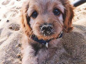 Süßester Welpe der Welt!