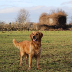 Mylo