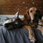 Askan und Mylo