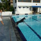 Rex springt in den Pool 2 [1024x768]