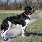 Mein absoluter Traumhund