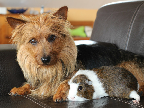 Samy und Meerschweinchen