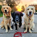 Drei unserer Hunde