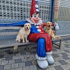 Puppentraining