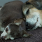 Alte Jungs - Sammi und Odin