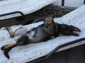 So kann man es sich gut gehen lassen...mein Dicker noch als Welpe.