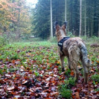 Waldweg