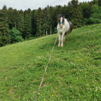 Keine lust auf longieren am Hang