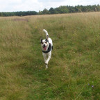 Fröhlich in der Heide