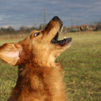 Mylo