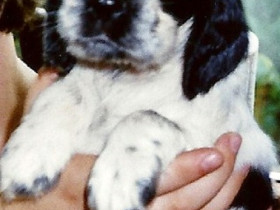 Baby-Nelly