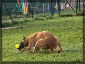 Ball fangen