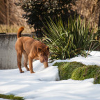 Elvis im Garten 1