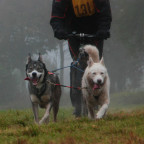 Schlittenhunderennen Bermutshain Kenai und Koda
