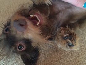 Ja Ihr könnt mir glauben, Hunde können lachen......