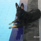 Rex am Pool mit Pfoten im Wasser