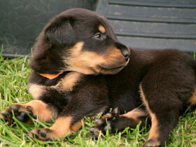 Klein und fein ! Das Beauceron-Baby !