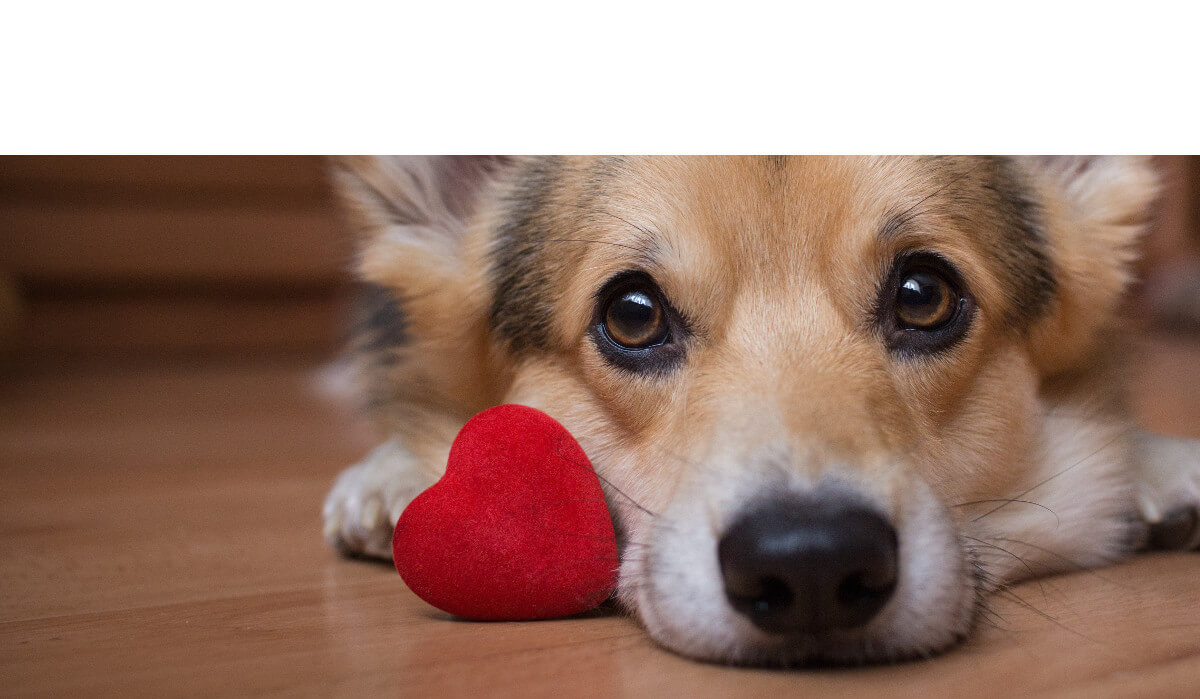 Pubertät beim Hund plötzlicher Reset im Gehirn DogForum.de das große