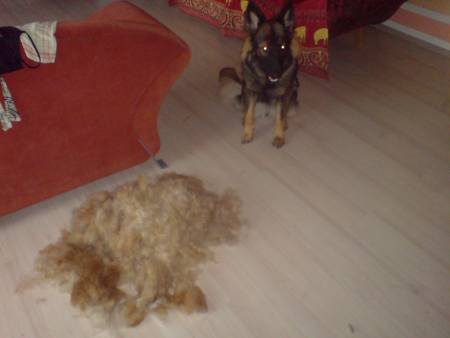 Haart Euer Hund Auch So Sehr Seite 5 Sonstiger Talk Rund Um Den Hund Dogforum De Das Grosse Rasseunabhangige Hundeforum